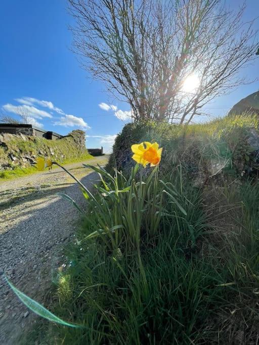 The Hut@Trefechan Wen - Coastal Coziness! Goodwick Eksteriør bilde